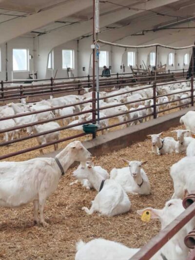 Barbari Goat - 12 Months Rearing Contract (Grade A)